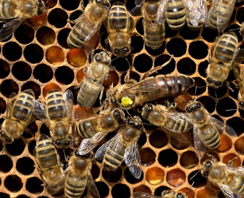 nature  bees  queen bee
