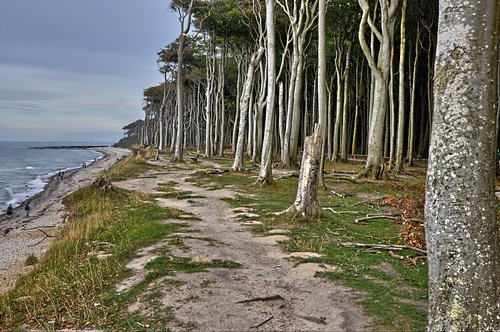 nature  baltic sea coast  germany