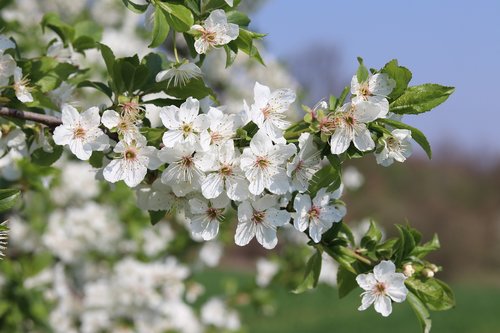 nature  close up  spring