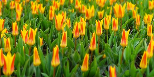 nature  landscape  flowers