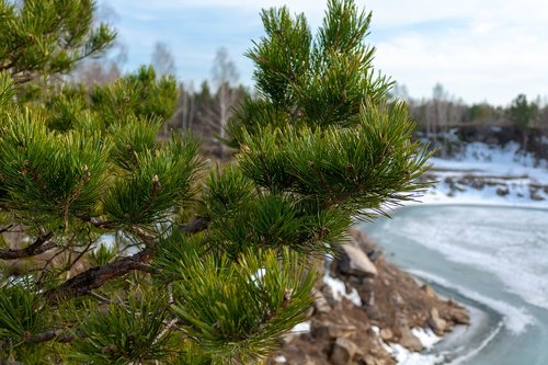 nature  spring  pine
