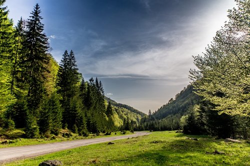 nature  tree  forest