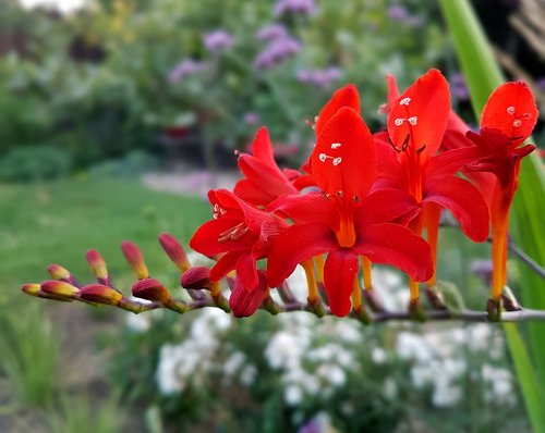 nature  garden  blossom