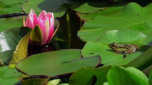 nature  animals  flowers