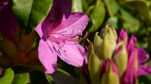 nature  flower  blossom