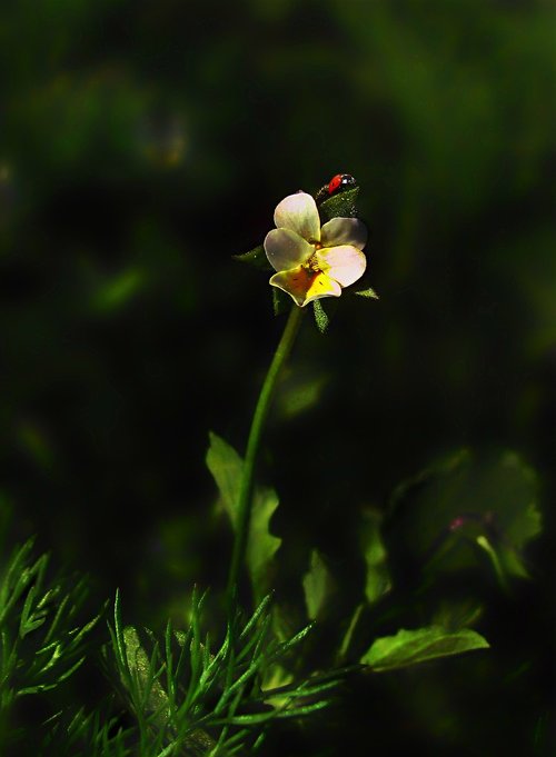 nature  spring  flora