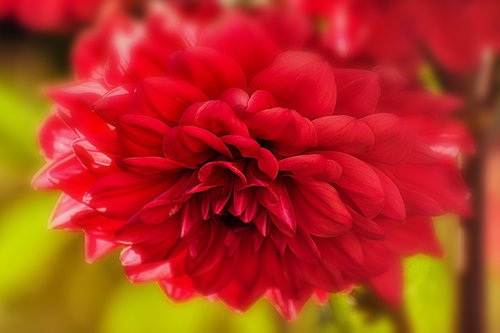 nature  plant  flowers