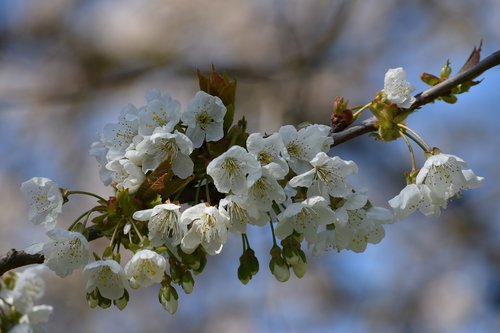 nature  spring  garden