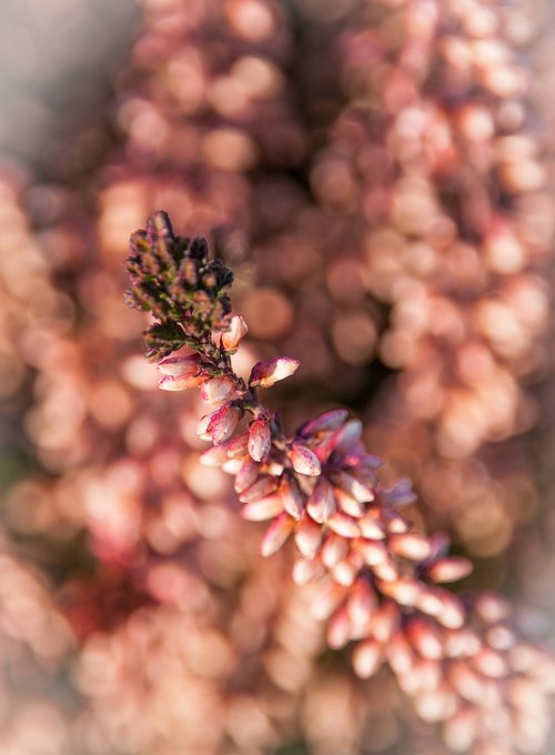 nature  spring  bud