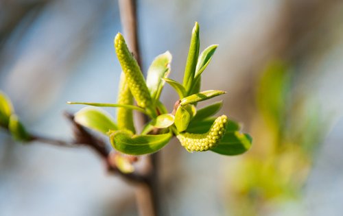nature  spring  bud