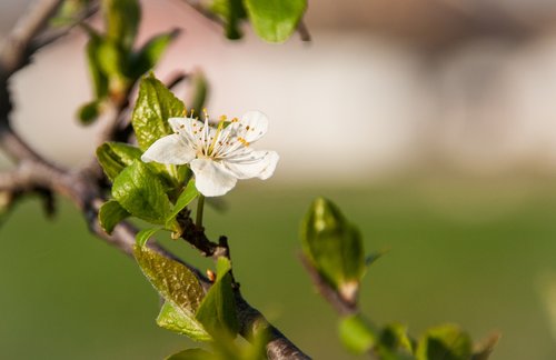 nature  spring  bud