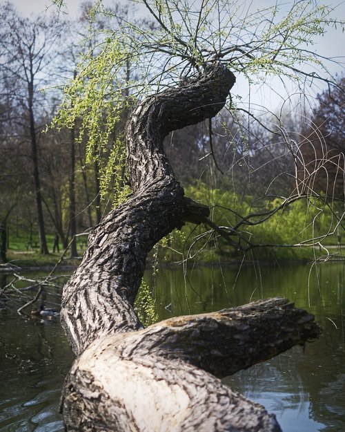 nature  trunk  tree