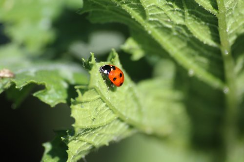 nature  ladybug  summer
