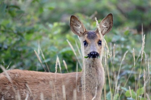 nature  deer  forest