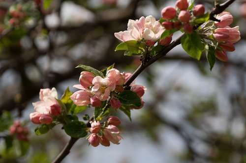 nature  apple blossom  spring