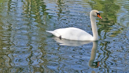 nature  animals  swan