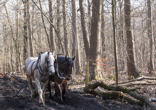 nature  forest  horse