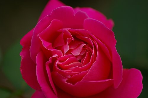 nature  flower  red