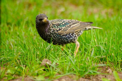 nature  bird  thrush