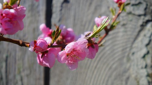 nature  plants  flowers