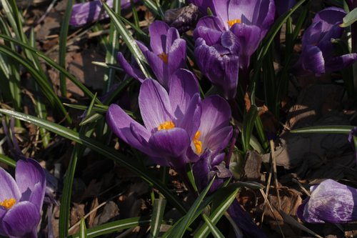 nature  park  flowers