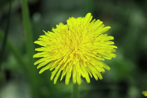 nature  flower  yellow