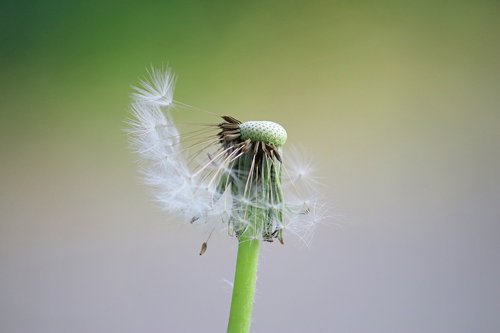 nature  flower  seeds