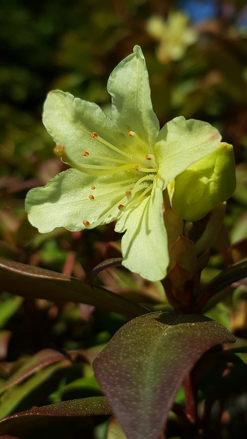 nature  yellow  flower