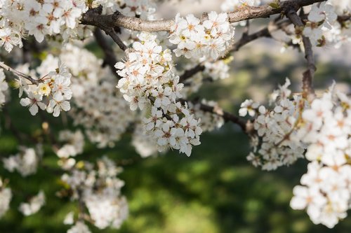 nature  flowers  cherry