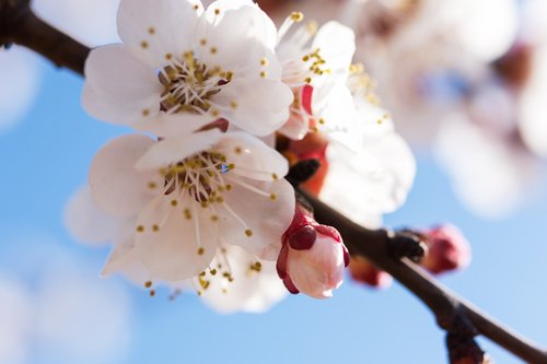 nature  flowers  cherry