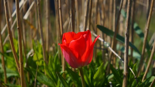 nature  plants  garden