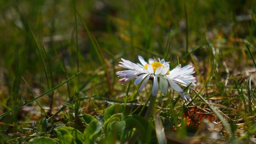 nature  plants  garden