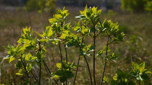 nature  plants  tree