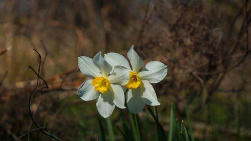 nature  plants  daffodil