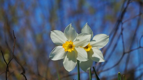 nature  plants  daffodil