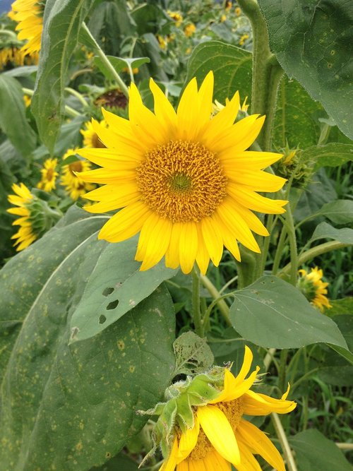 nature  flowers  sunflower
