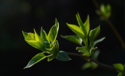 nature  plant  sprig