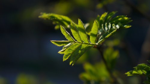 nature  plant  sprig