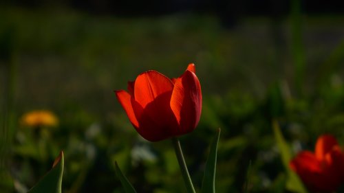 nature  plants  flowers