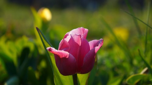 nature  plants  flowers