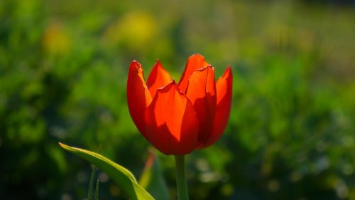 nature  plants  flowers