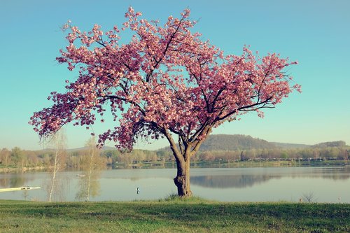 nature  landscape  tree