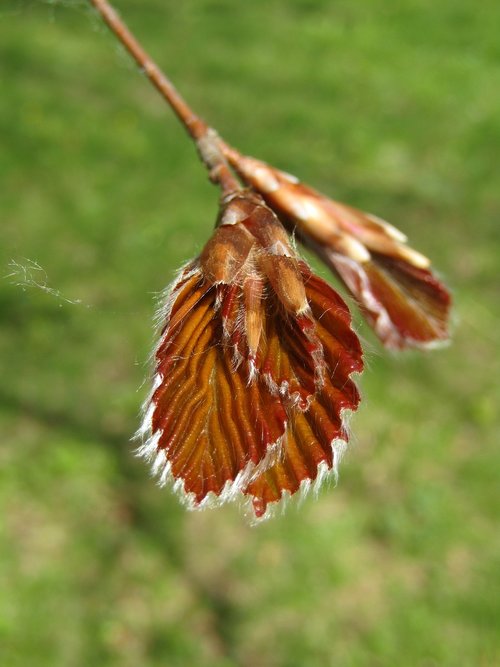 nature  close up  leaf
