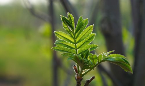 nature  plants  tree