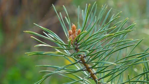 nature  plants  tree