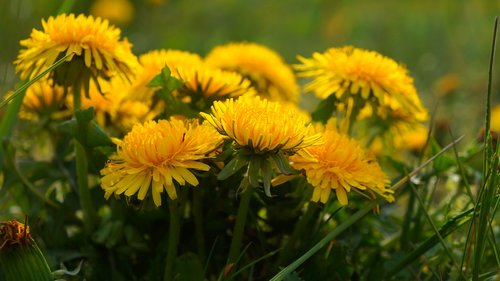 nature  plants  flowers