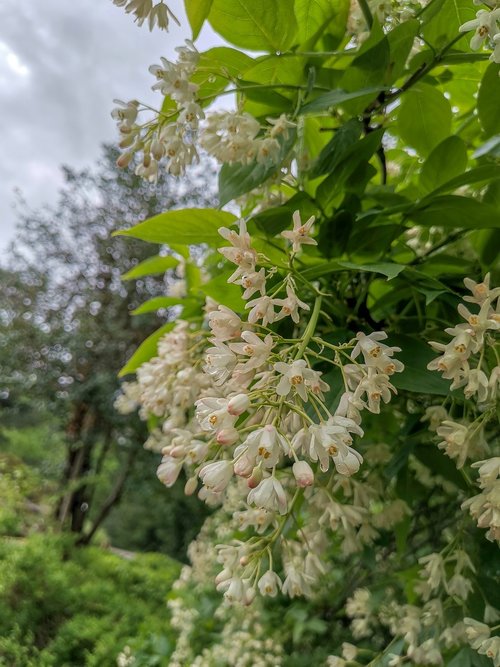 nature  background  blossom