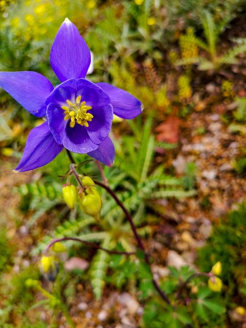 nature  background  blossom