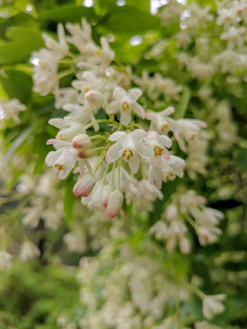 nature  background  blossom