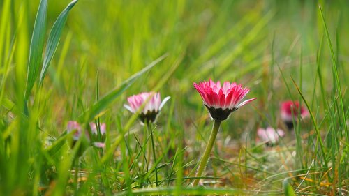 nature  plants  flowers